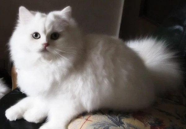 Хайленд страйт