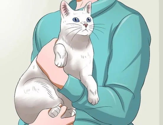 Как держать кота