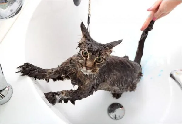 Какие кошки любят воду?