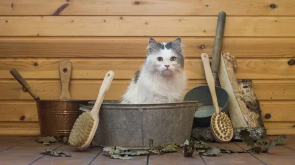 Как купать кота?