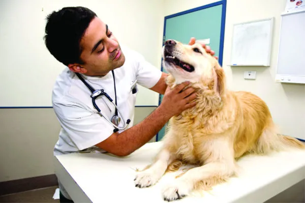 Лечение отогематомы проводят в обязательном порядке