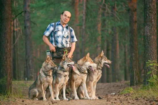 Семейство волкособов