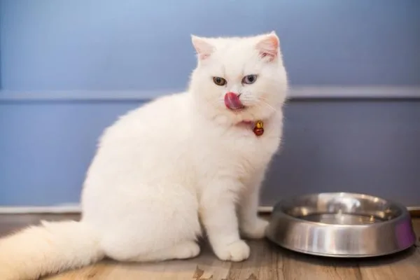 Кошка, питающаяся правильно, проживёт долгую и здоровую жизнь