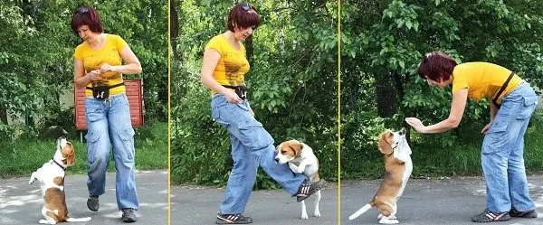 На самом деле, собаки, входящие в данную породу, прекрасно справляются с выполнением команд, нужно только правильно их обучать
