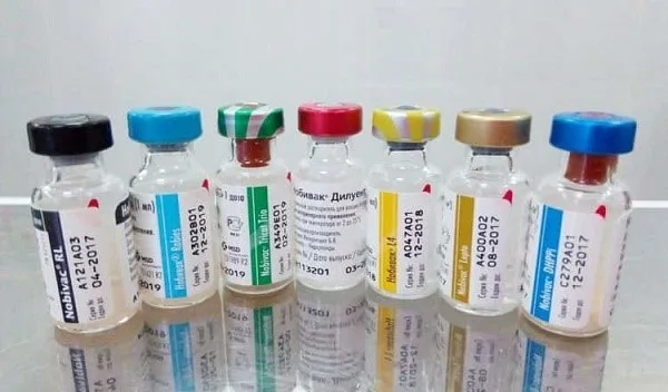 Нобивак - одна их вакцин, использующихся для профилактики заражения кота панлейкопенией