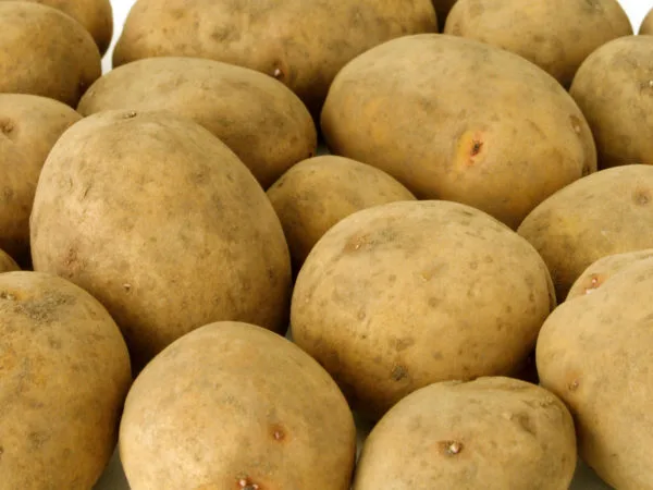 Сырой картофель считается бесполезным продуктом для кормления собак