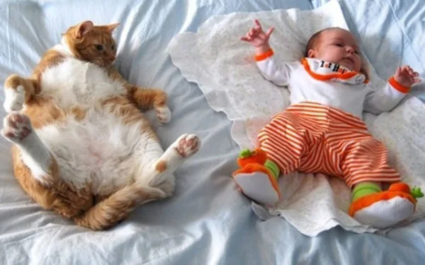 Коты способны имитировать детей