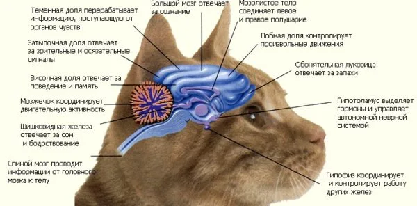 Мозг кошки