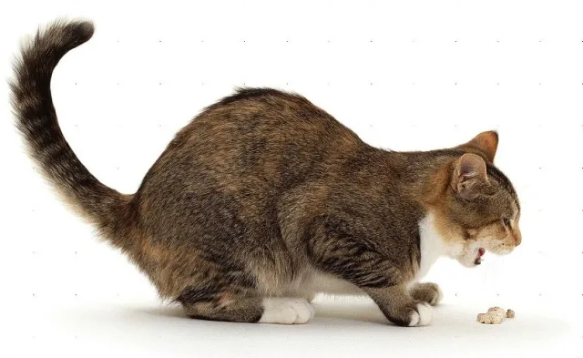 Отравление у кошки
