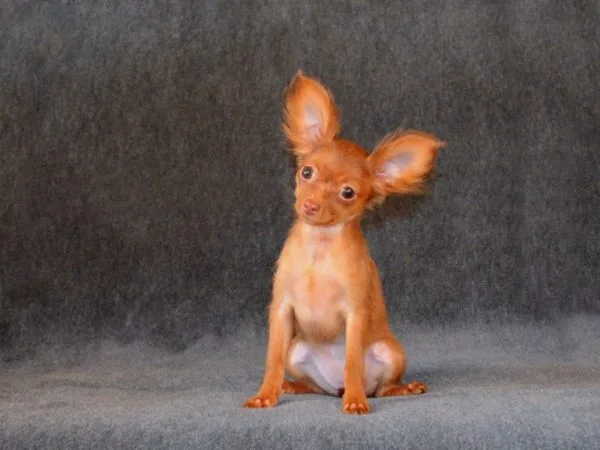 В новые дома щенки разъезжаются уже самостоятельными