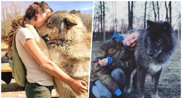 Гибрид собаки и волка