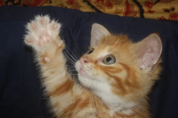 Как научить кота давать лапу
