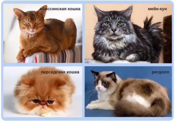 Самые восприимчивые к заболеванию породы