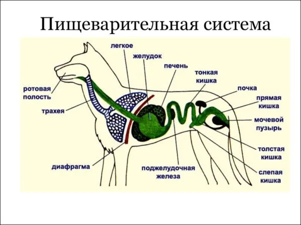 Пищеварение собаки не предназначено для переработки травяных побегов