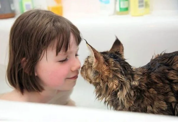 Существуют кошки, которые часами могут играть в воде