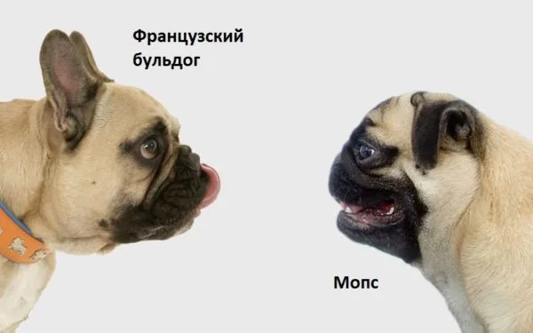 Разница собак при виде в профиль