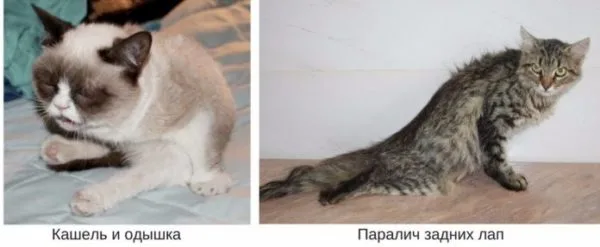 Одышка и паралич характерны для ГКМП