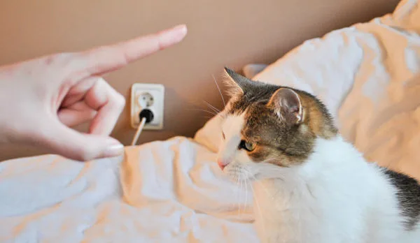 Как наказать кота?