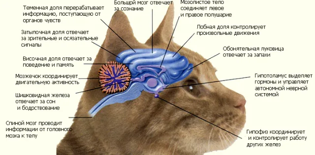 Строение мозга кошки
