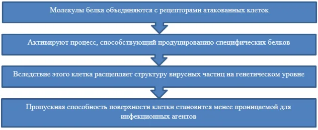 Принцип действия интерферонов