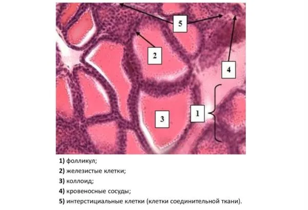 Строение щитовидки собаки