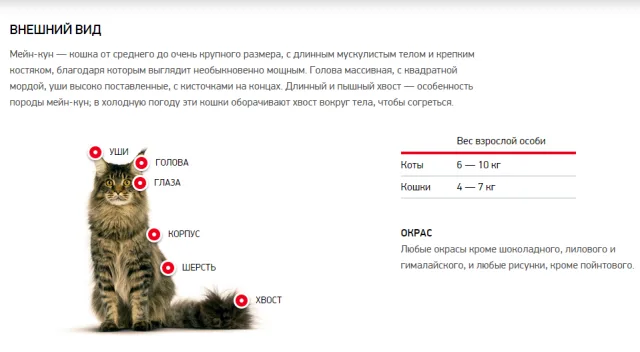 Внешний вид мейн-куна