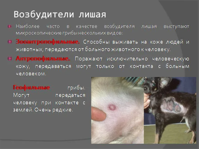 Возбудители лишая