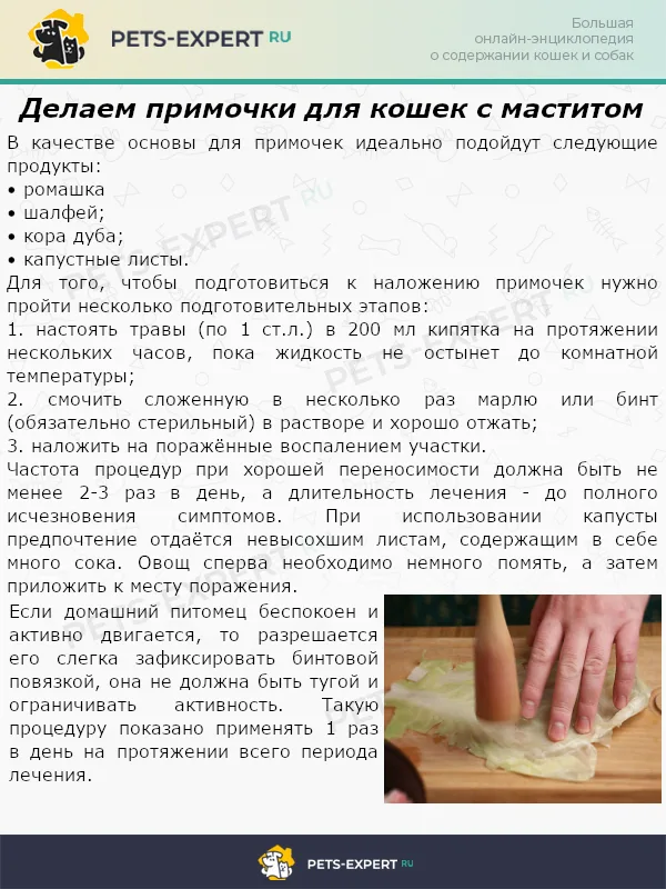 Делаем примочки для кошек с маститом