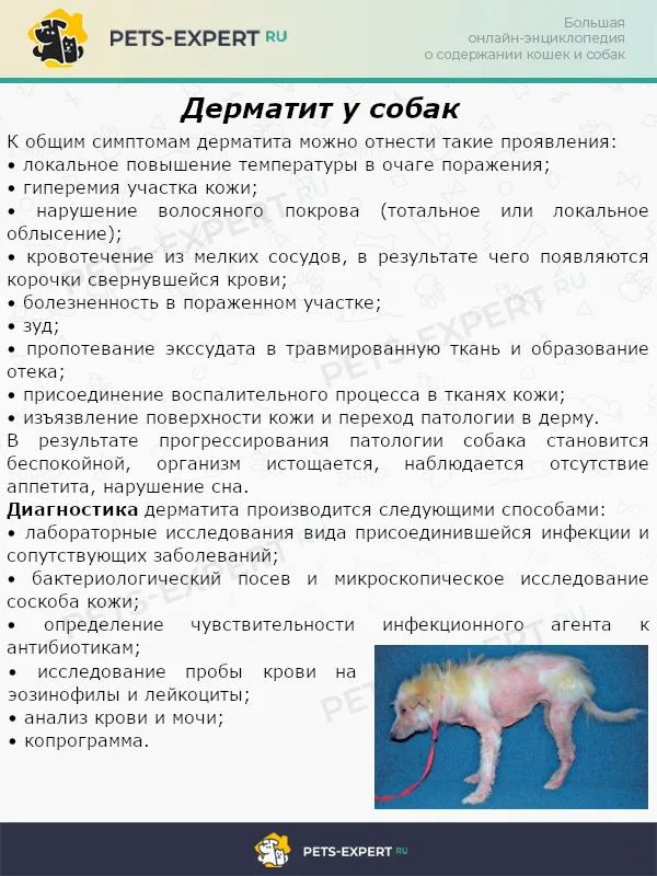 Дерматит у собак