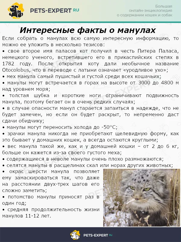 Интересные факты о манулах