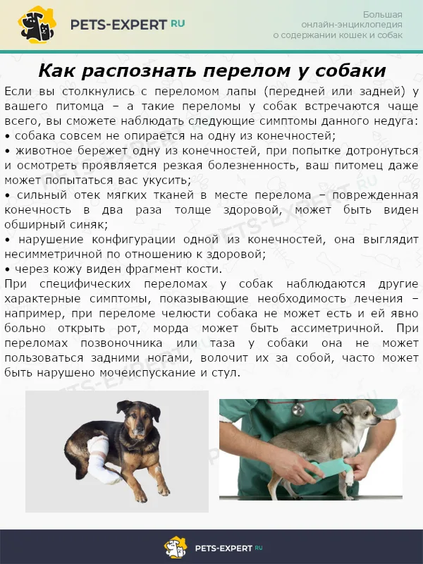 Как распознать перелом у собаки