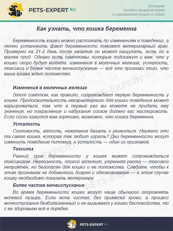 Как узнать, что кошка беременна