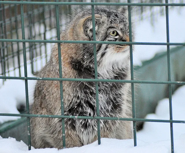 Кошку лучше разместить в вольере