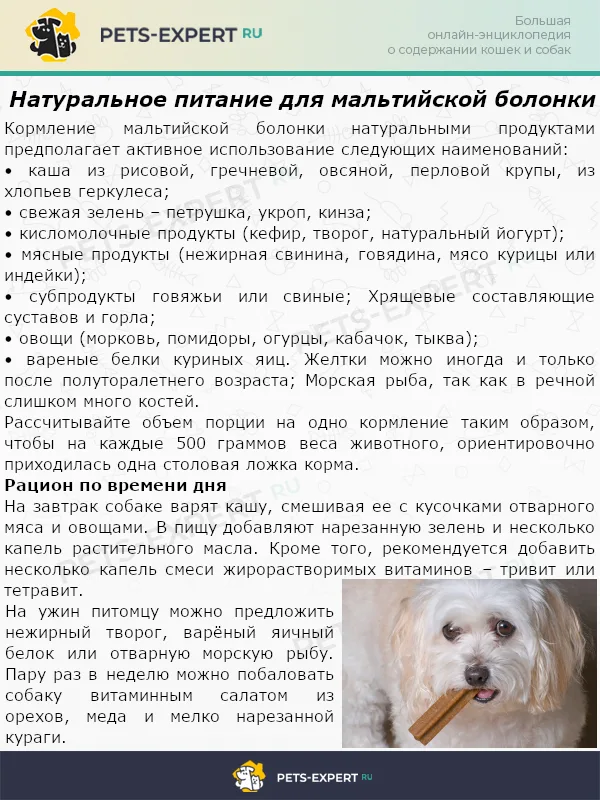 Натуральное питание для мальтийской болонки