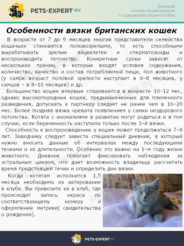 Особенности вязки британских кошек