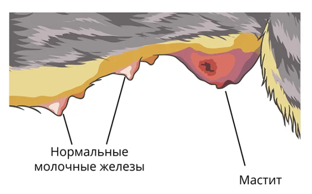Отличительный признаки нормальных молочных желез от мастита