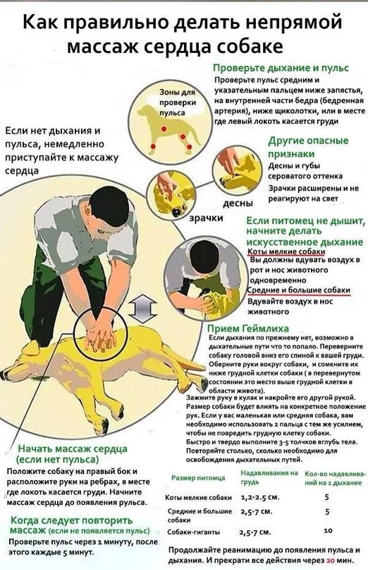 Правильное проведение непрямого массажа сердца собаке