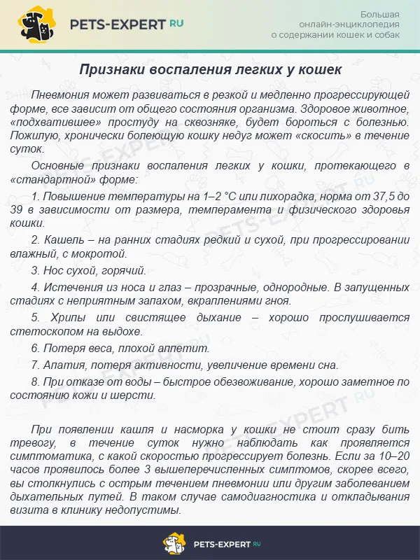 Признаки воспаления легких у кошек