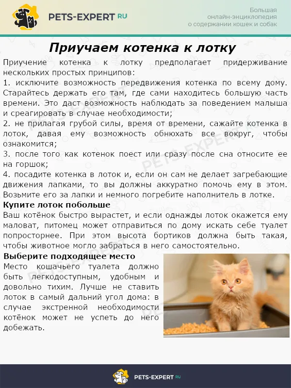 Приучаем котенка к лотку