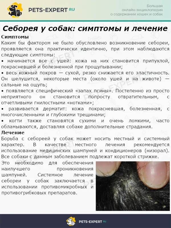 Себорея у собак симптомы и лечение