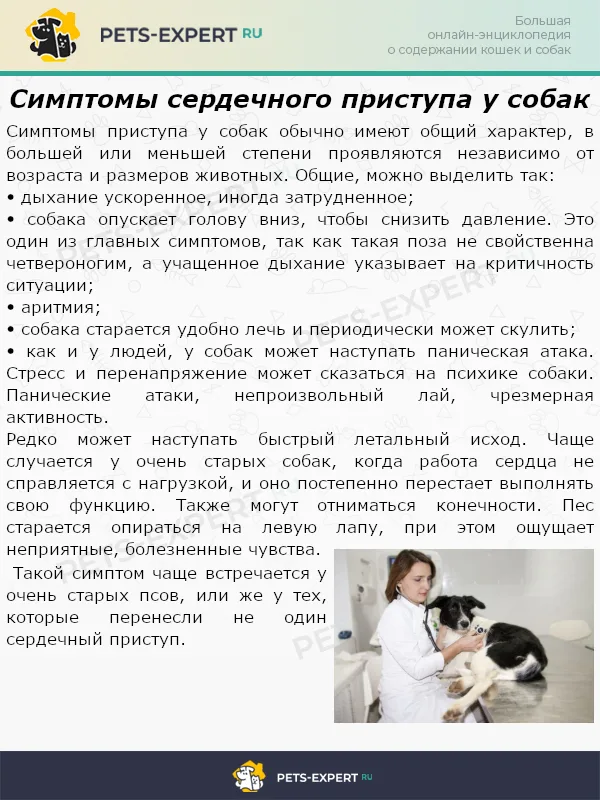 Симптомы сердечного приступа у собак