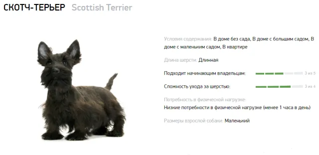 Скотч-терьер использовался для охоты на барсука и иных животных в лесах