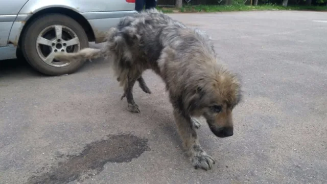 Шаткая походка как признак паралича лап