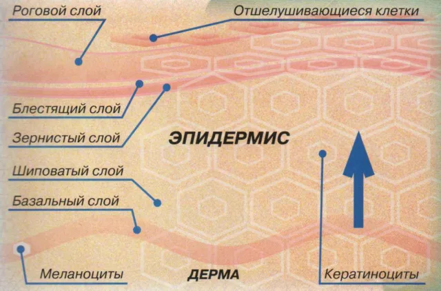 Компактный роговой слой защищает кожу от высыхания
