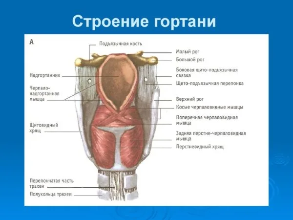 Строение гортани