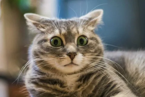 Как научить кота говорить