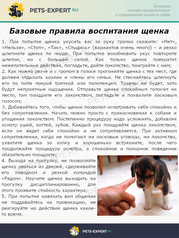 Базовые правила воспитания щенков