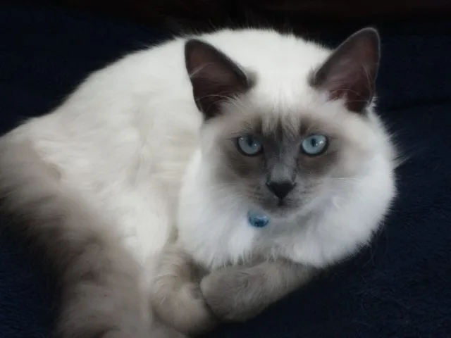 Балинезийская кошка