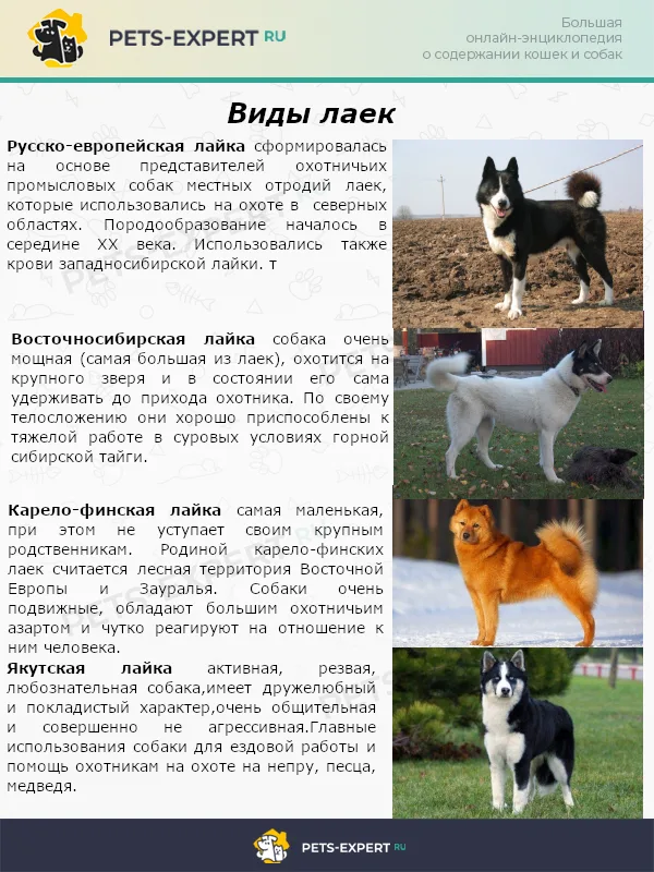 Виды лаек