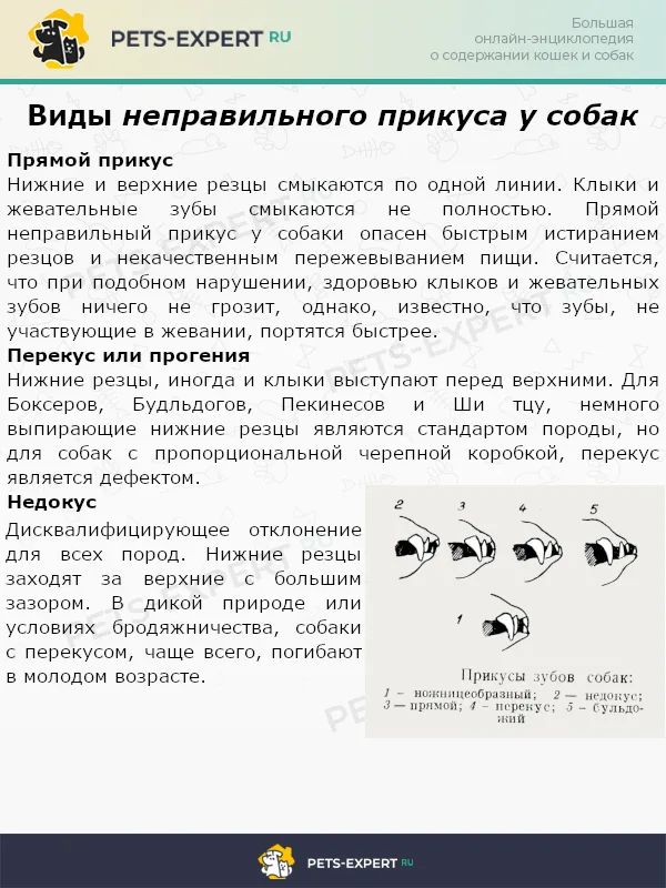 Виды неправильного прикуса у собак
